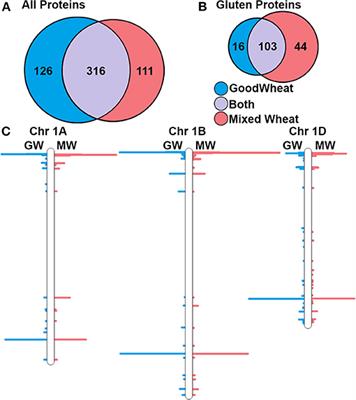 Proteome Analysis and Epitope Mapping in a Commercial Reduced-Gluten Wheat Product